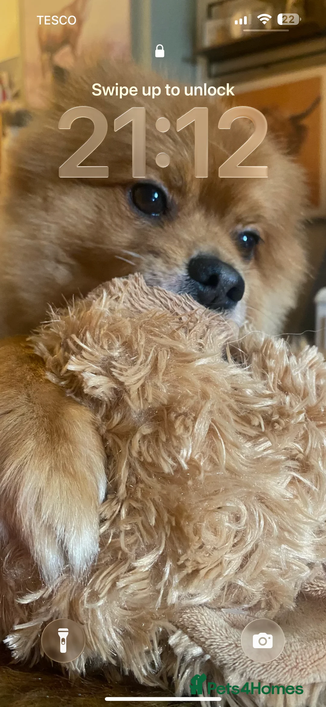 Pomeranian dogs for sale: Home urgently needed for my beautiful Pomeranian  - Advert 2