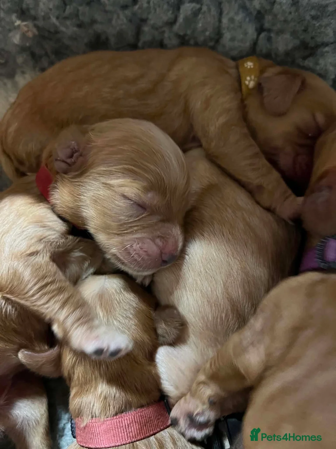 Cockapoo dogs for sale: *** Stunning F1 Homebred Cockapoo Babies*** - Advert 2