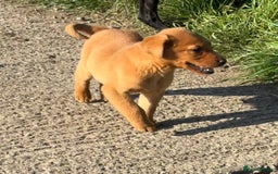 Labrador Retriever dogs for sale: 🧡Fabulous Chunky Boy🧡 - Image 3