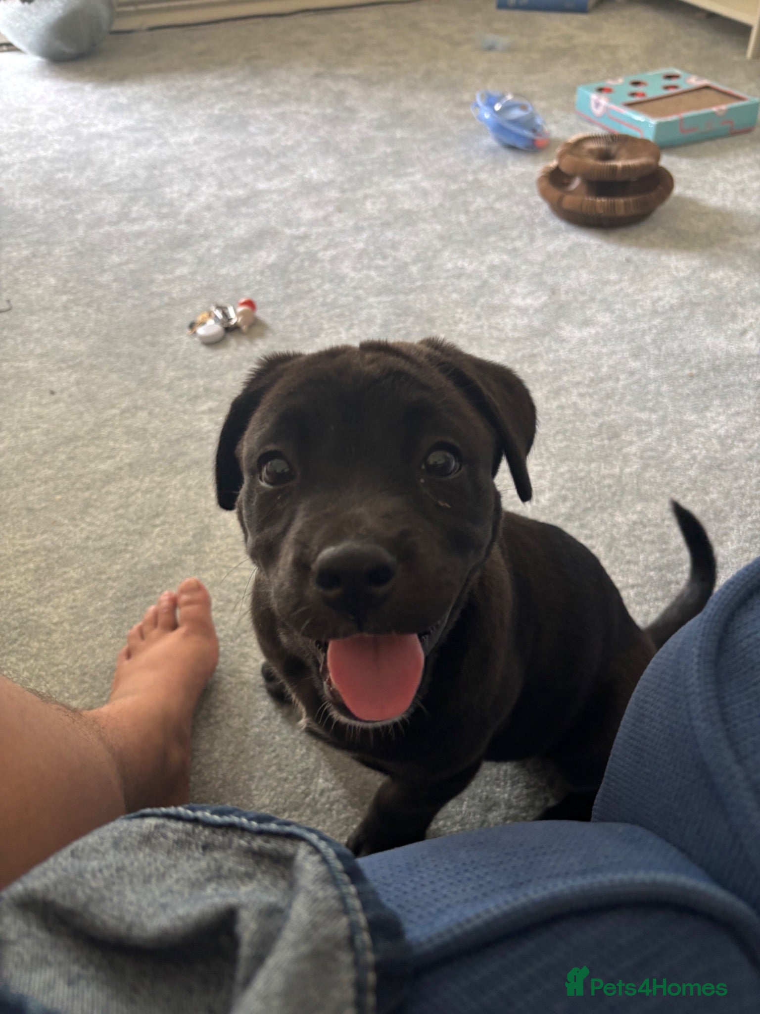 Mixed Breed dogs Cane Corso x Akita Husky Puppy - Advert 1