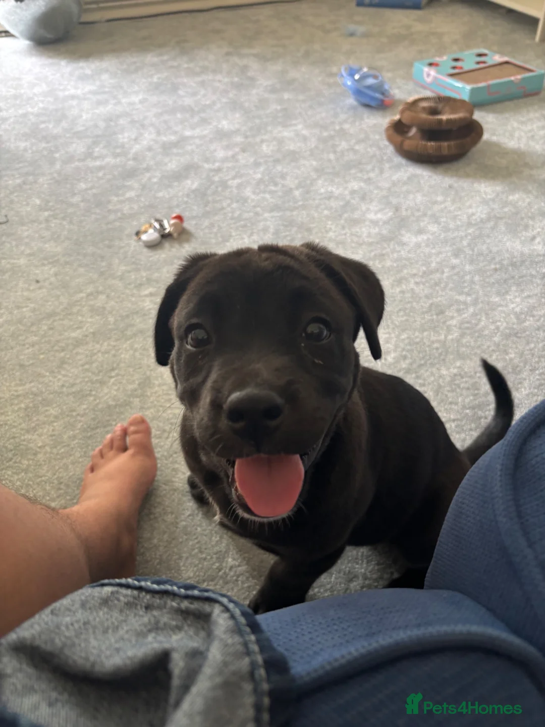 Mixed Breed dogs for sale: Cane Corso x Akita Husky Puppy - Advert 1