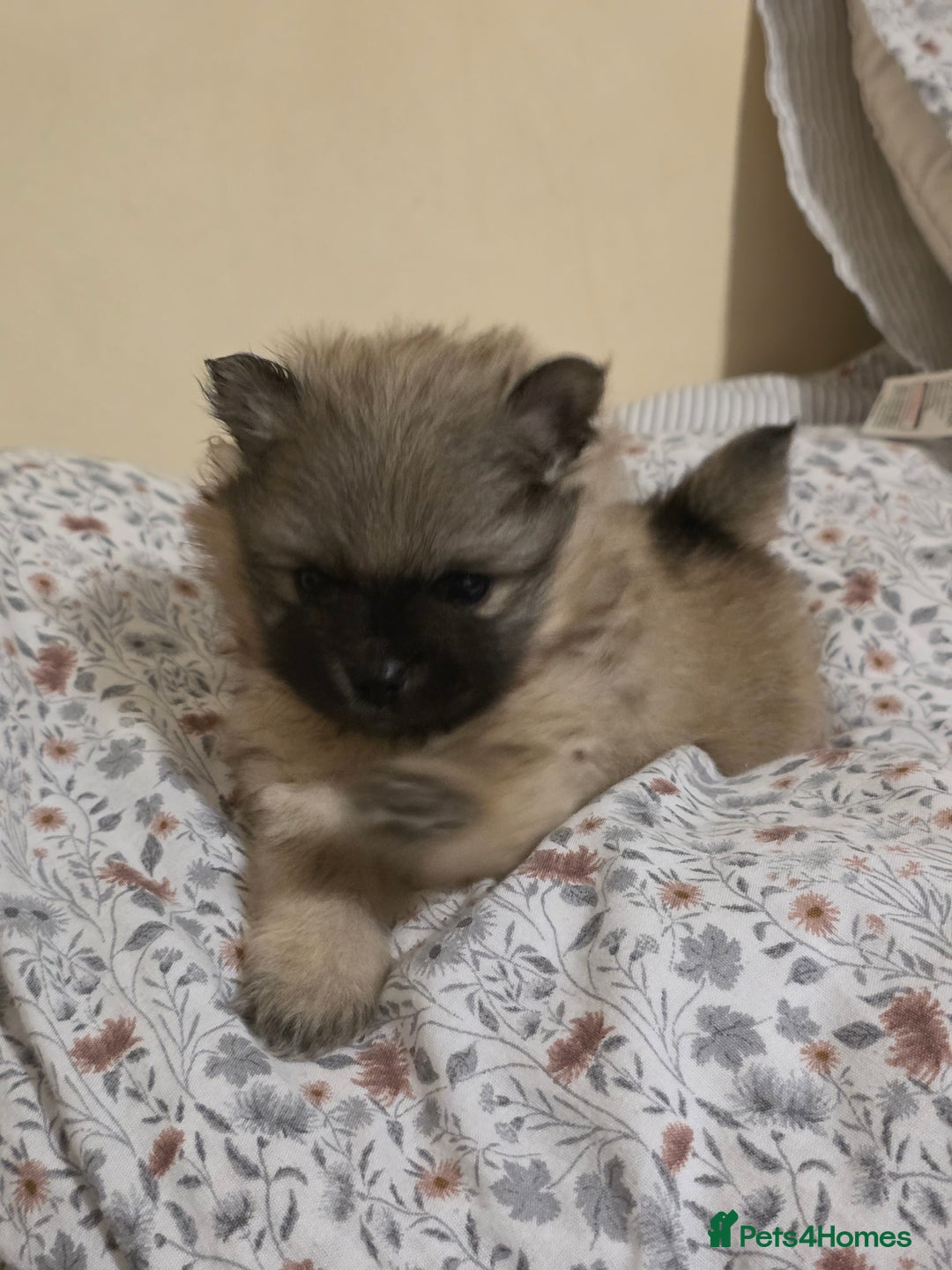 Pomeranian dogs for sale: Hello - Advert 31