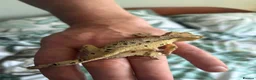 Gecko reptiles for sale: Crested Gecko Collection for sale  - Advert 21