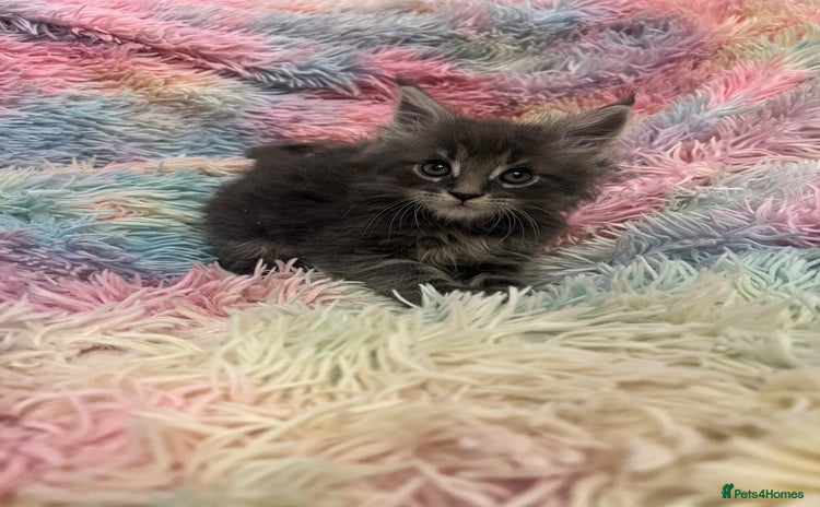 Maine Coon cats - Advert 11