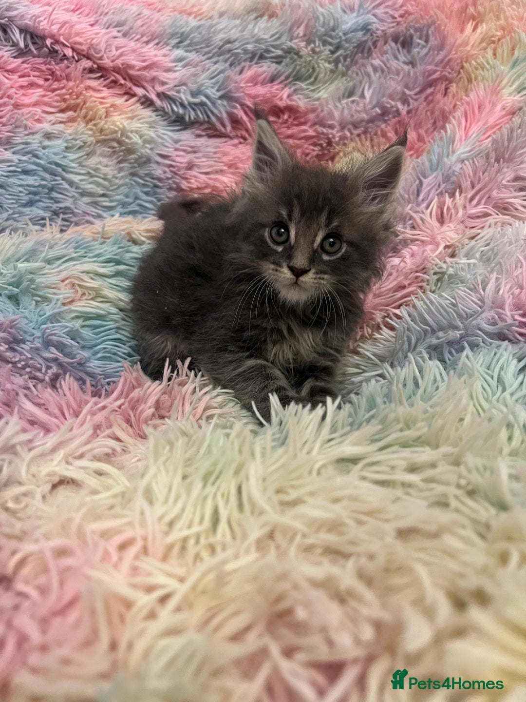 Maine Coon cats for sale: Maine Coon Kittens - Image 1