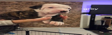 American Bulldog Puppy 3 grey collar 