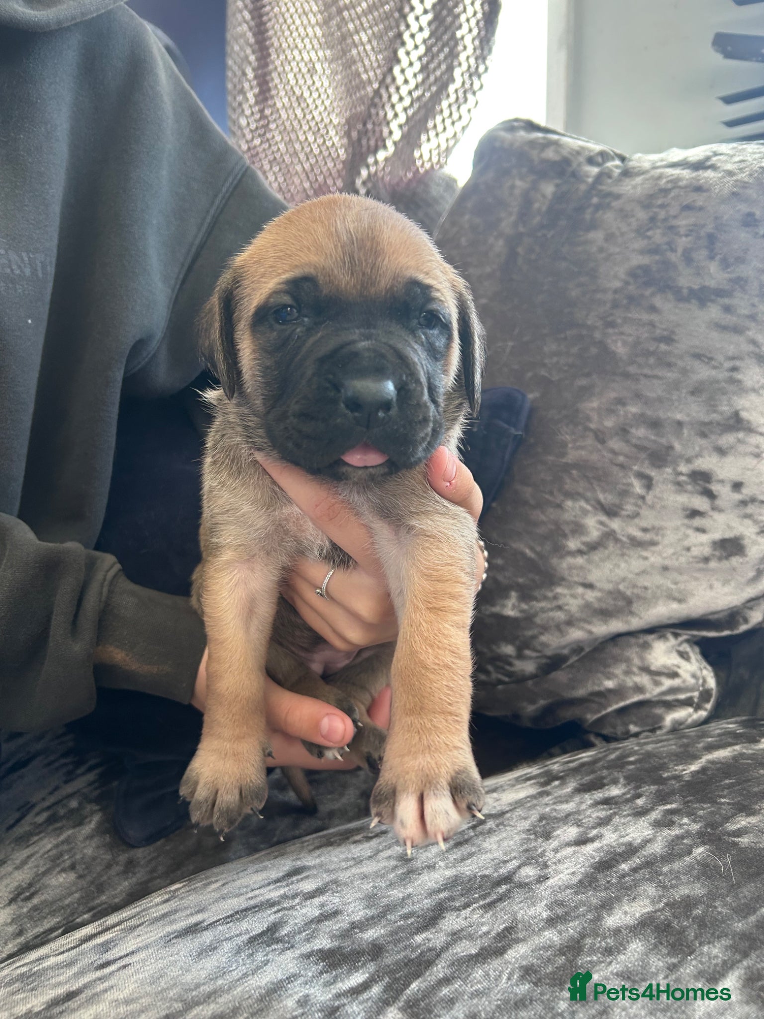 Mixed Breed dogs Old English mastiff x puppies 2 available  - Advert 18