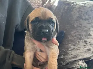 Mixed Breed dogs Old English mastiff x puppies 2 available - Advert 6