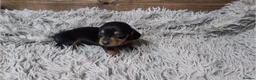Miniature Dachshund dogs for sale: Mini Dachshund Puppies KC Ready start of March 🐾 - Advert 12