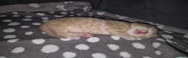 Mixed Breed Kitten 2 Simba