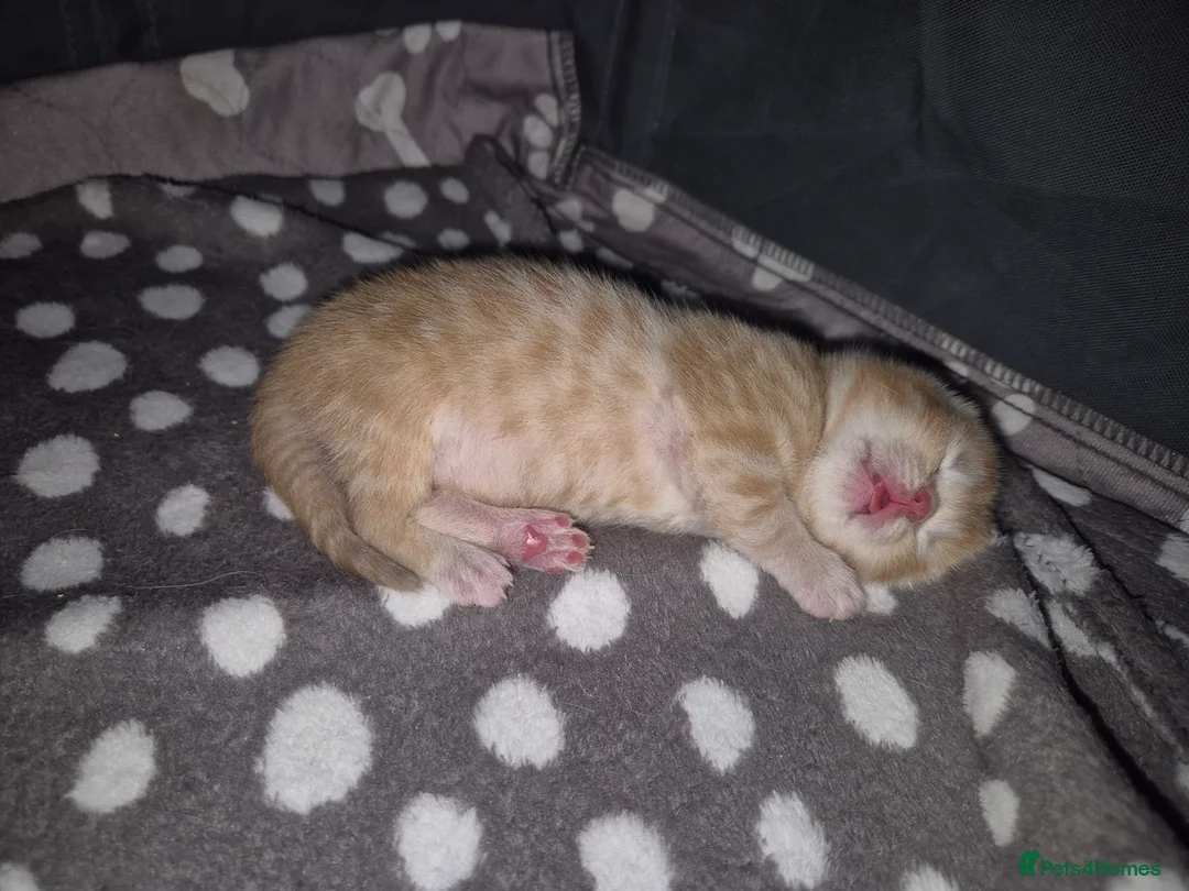 Mixed Breed cats for sale: Maine coon X BSH Kittens in Droitwich - Advert 2