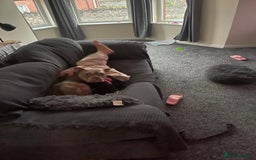 Mixed Breed dogs for sale: Pocket bully - Image 6