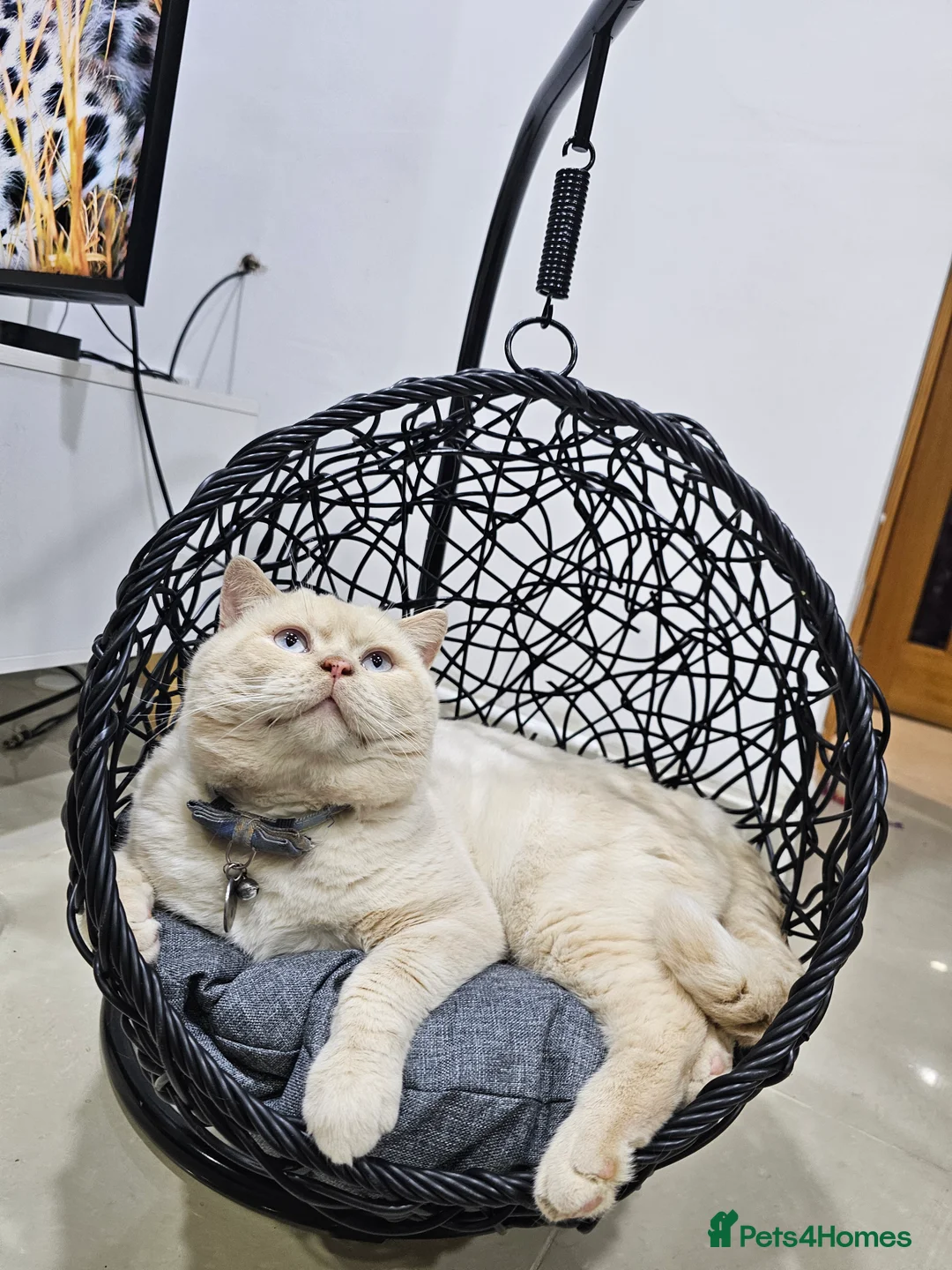 British Shorthair cats for sale: British short hair kittens  - Advert 4