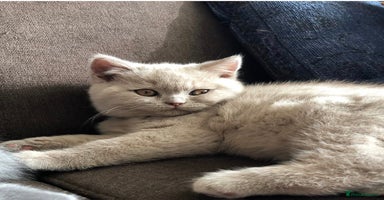 British Shorthair cats in Swadlincote - Advert 8