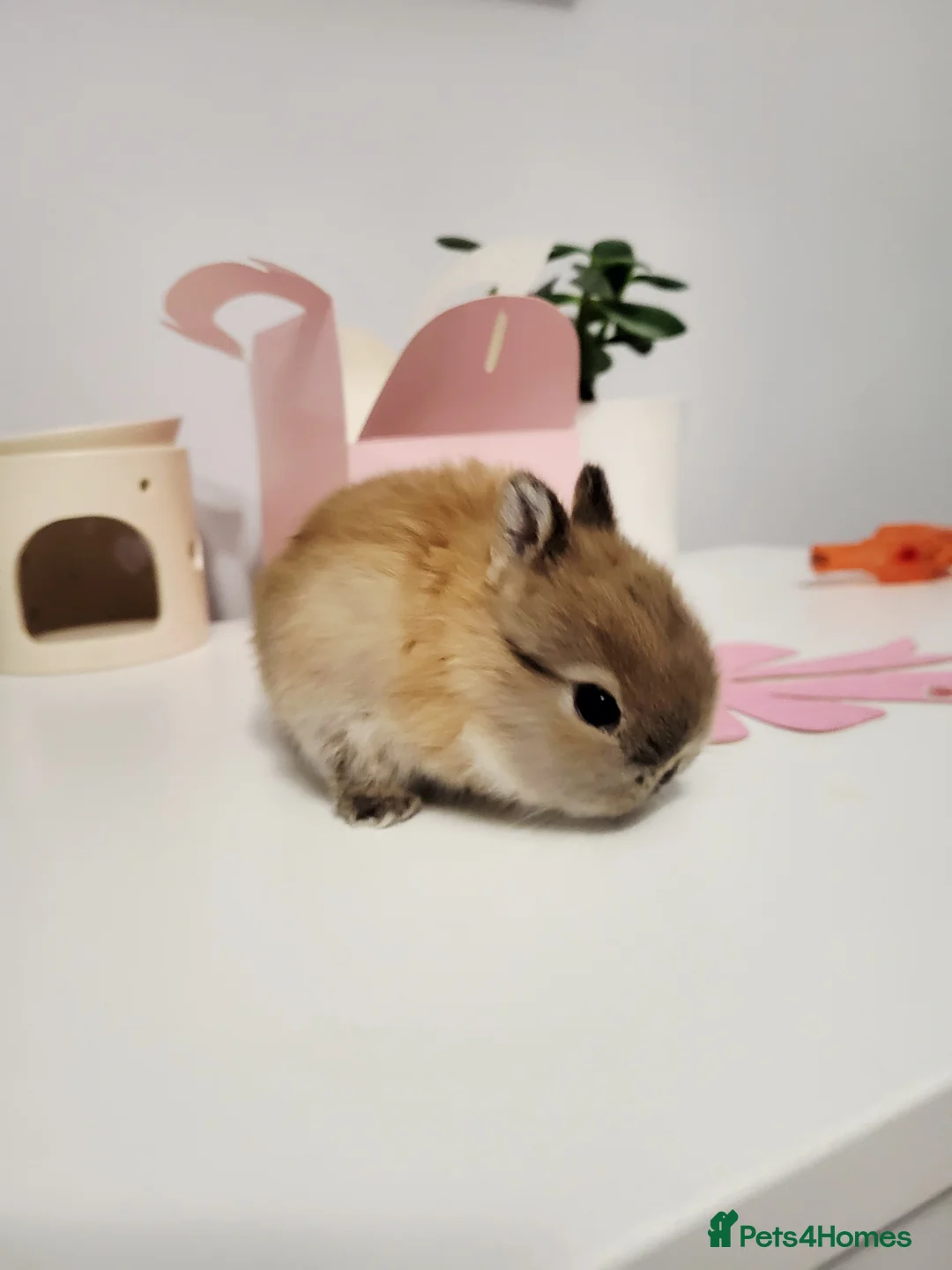 Netherland Dwarf rabbits for sale:  have stunning little rabbit ready for rezeve now  - Advert 3