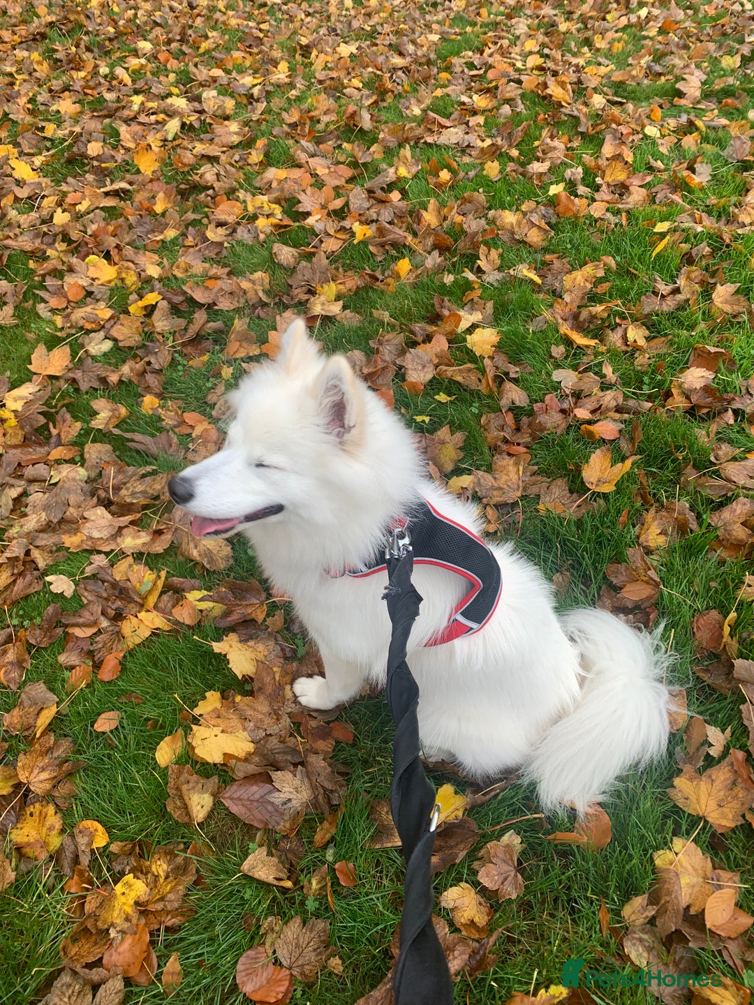 Samoyed dogs for sale: 1 Year old Samoyed Female Dog - Available now! - Advert 13