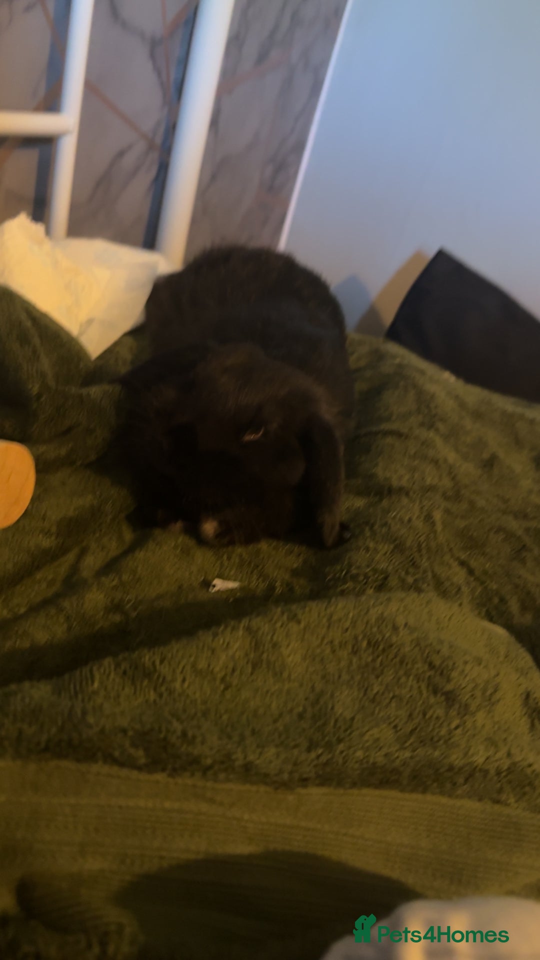 Mini Lop rabbits for sale: Mini lop black - Advert 5