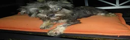Mixed Breed dogs for adoption: 🖤 WINK - HE WAS THROWN AWAY LIKE RUBBISH...🖤 - Advert 7