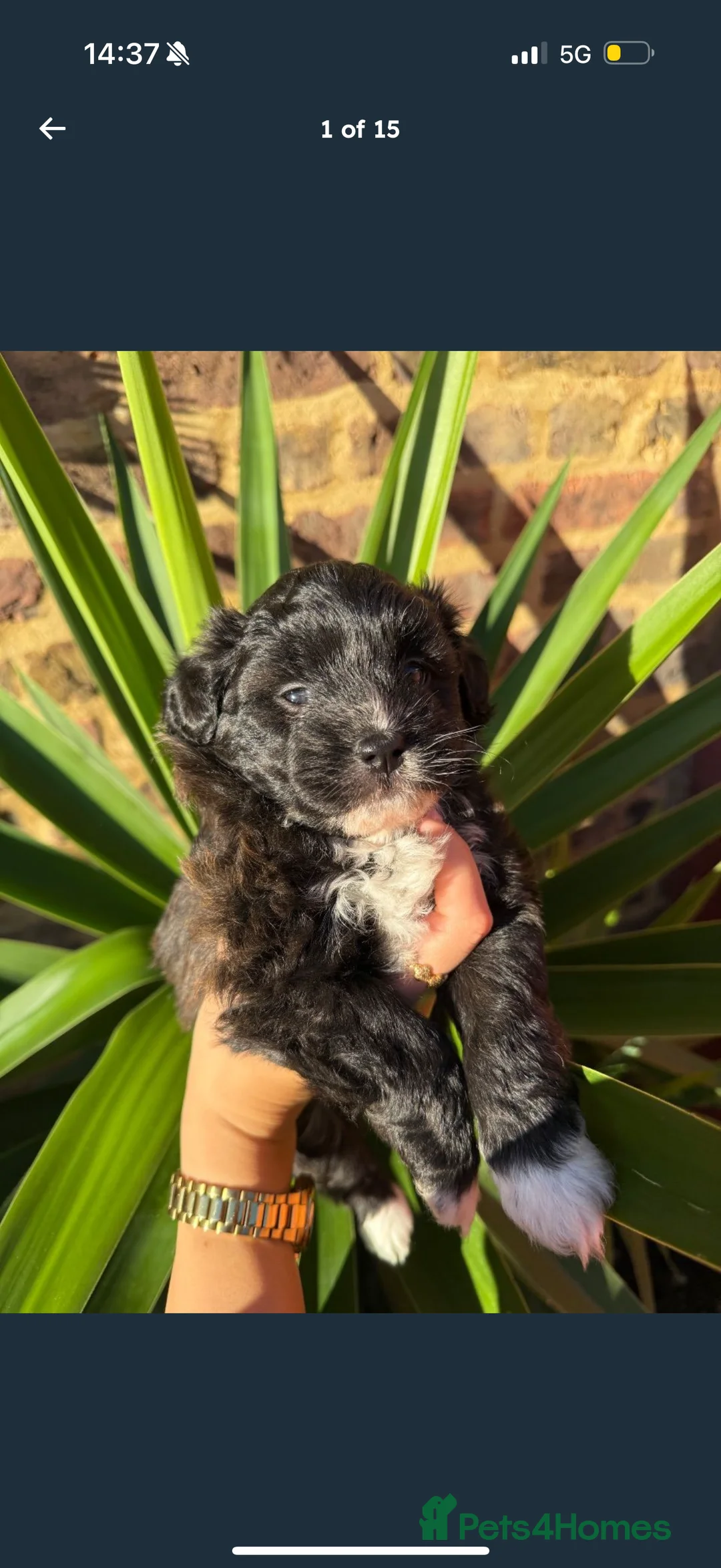 Maltipom dogs for sale: Maltipom puppies  - Advert 6