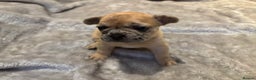 French Bulldog dogs for sale: LAST ONE REDUCED FRENCH BULLDOG 🐾 - Advert 18