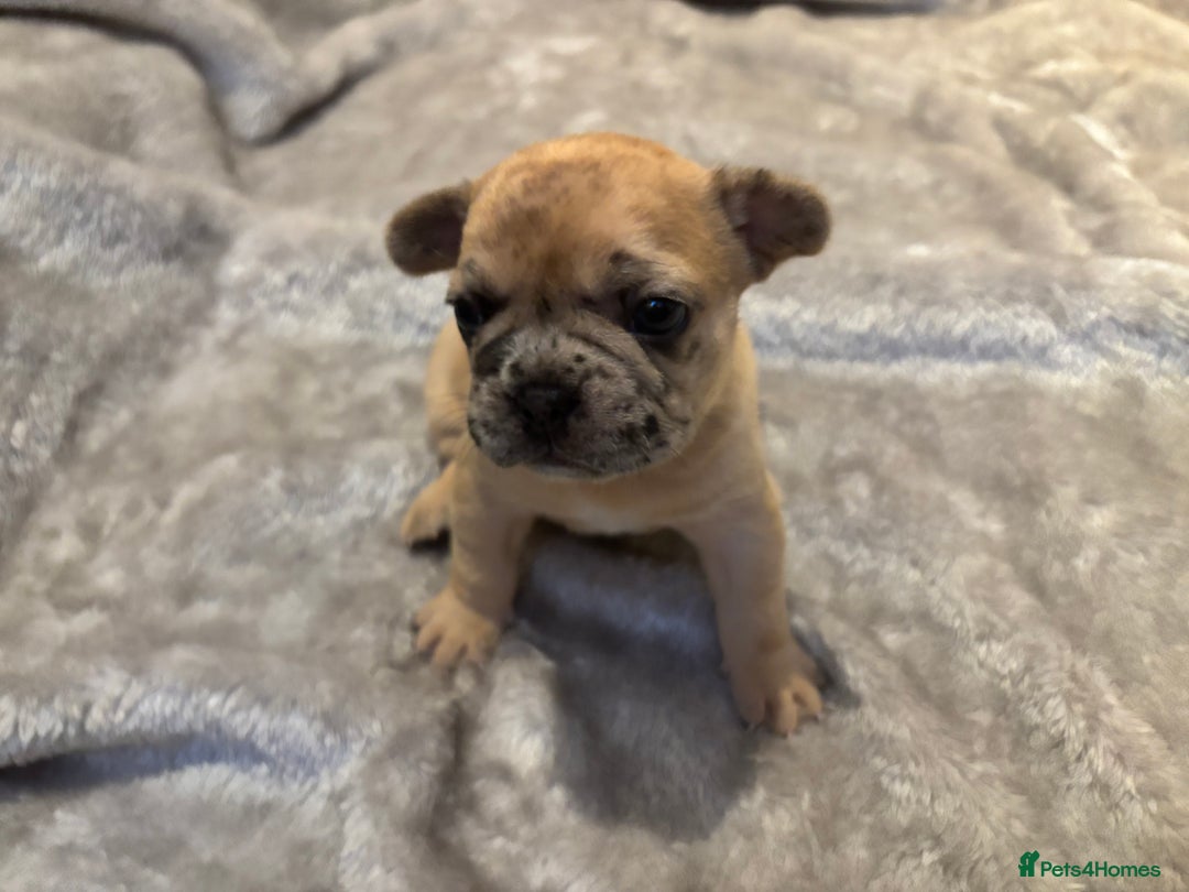 French Bulldog dogs for sale: LAST ONE REDUCED FRENCH BULLDOG 🐾 - Advert 18