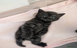 British Shorthair cats for sale: 2x british short hair kittens for sale - Image 3