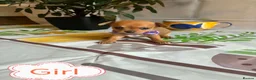 Chihuahua dogs for sale: Chihuahua puppies - Advert 27