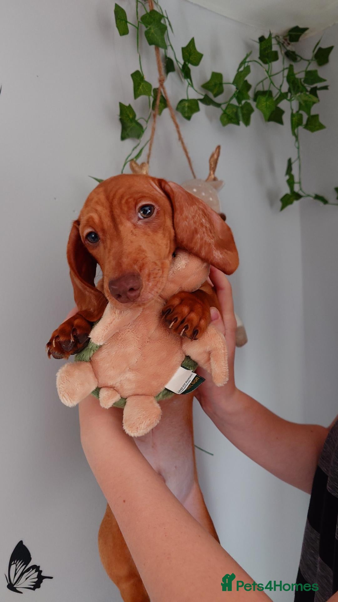 Miniature Dachshund dogs Beautiful Miniature Puppy Dachsung  - Advert 2