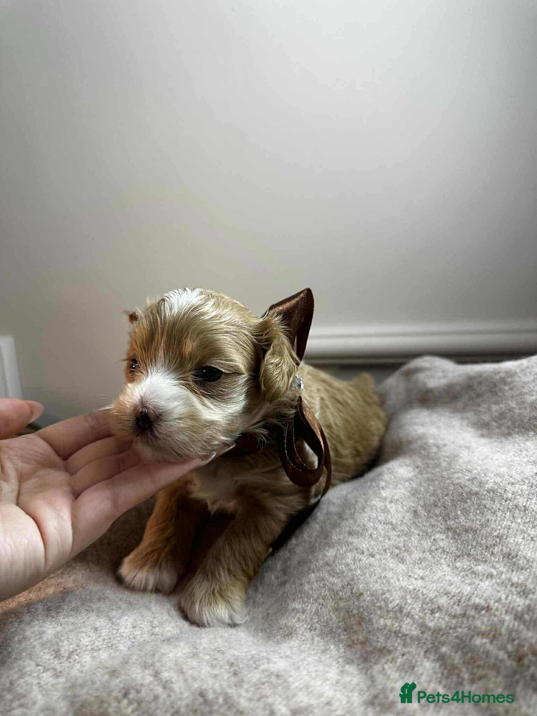 Maltipoo dogs for sale: F1 MALTIPOO BOY🩵🐶 - Image 10