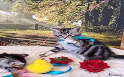 British Shorthair cats for sale: British Shorthair Tabby  - Image 15