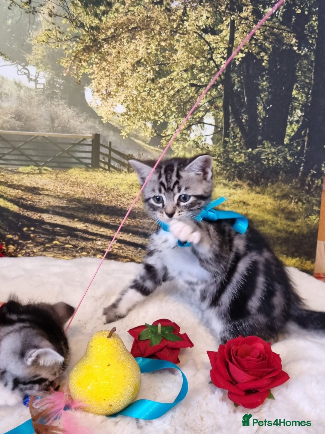 British Shorthair cats for sale: British Shorthair Tabby  - Image 15