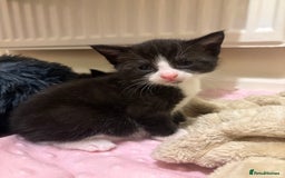 Mixed Breed cats for sale: 2 kittens ready to leave🤍 - Image 5