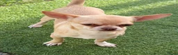 Chihuahua dogs for stud: Chihuahua stud dog - Advert 4
