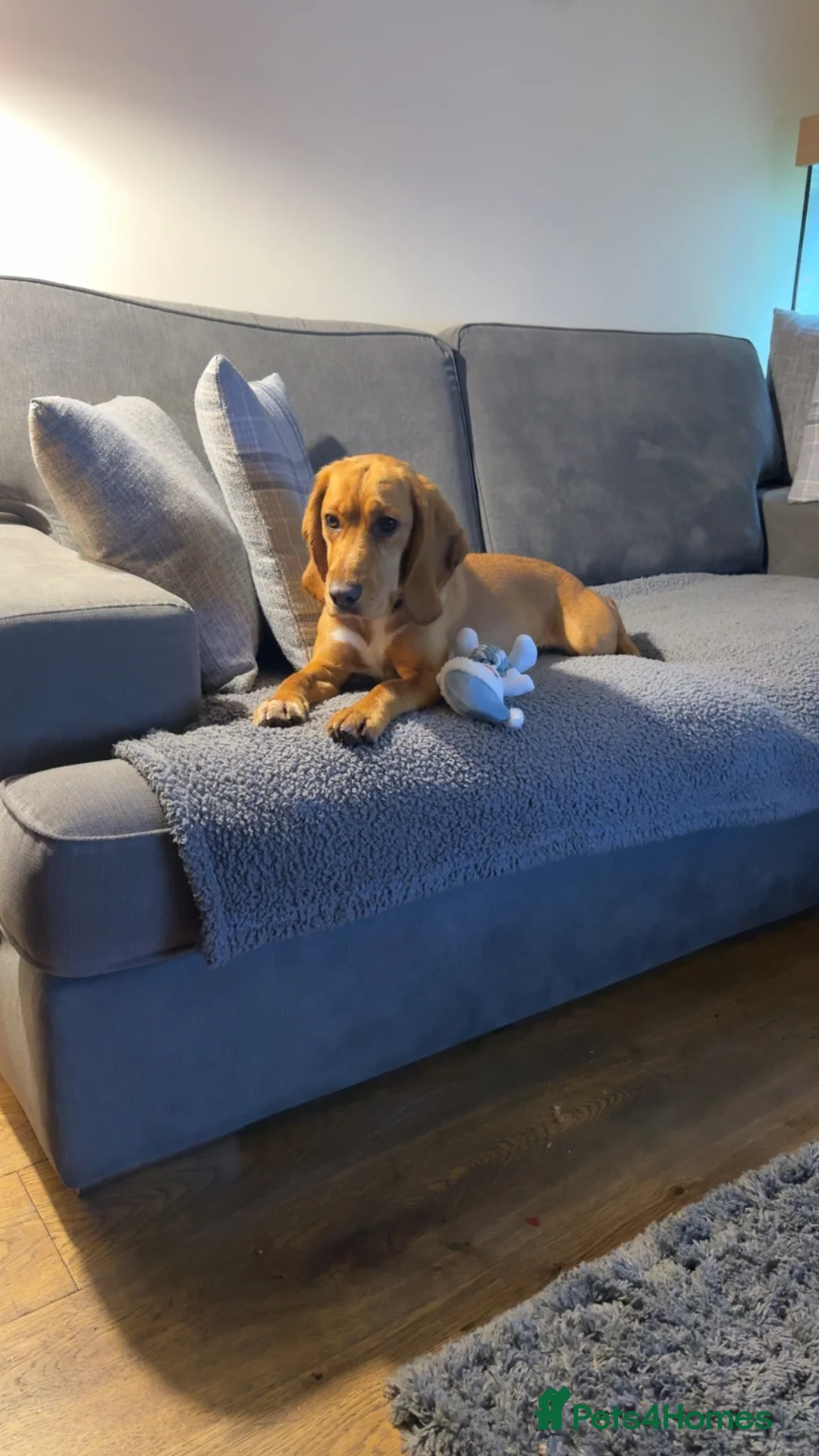 Bocker dogs for sale: Ginger (female bocker) - Advert 2