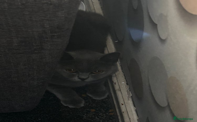 British Shorthair cats - Advert 11
