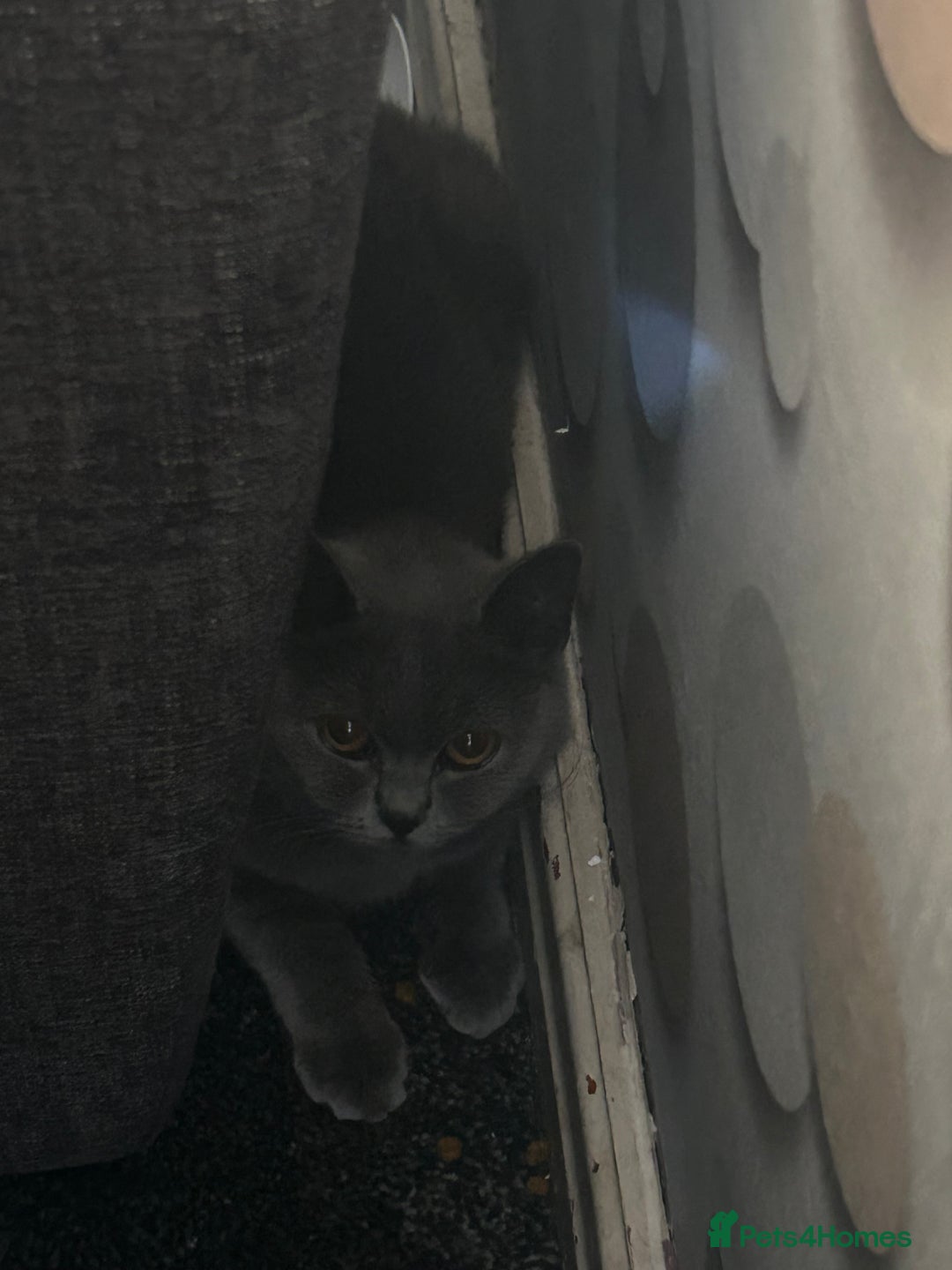 British Shorthair cats for sale: female british shorthair - Image 1