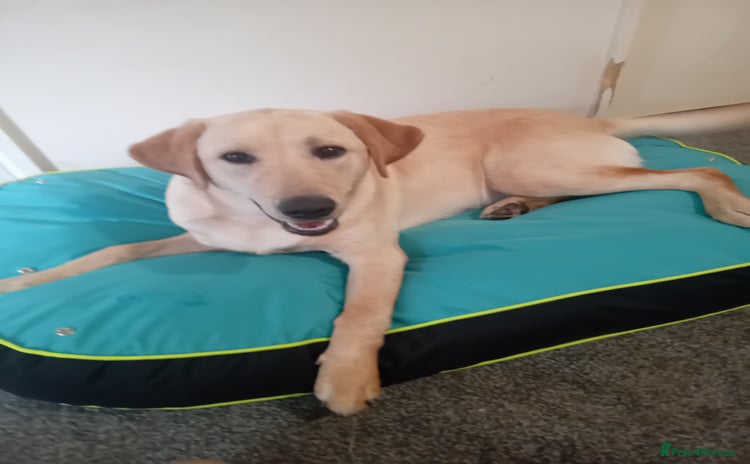 Labrador Retriever dogs - Advert 4