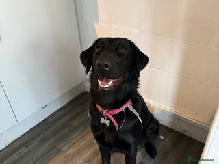 Mixed Breed dogs - Advert 1