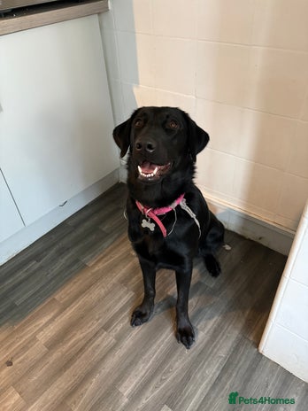 Mixed Breed dogs - Advert 1