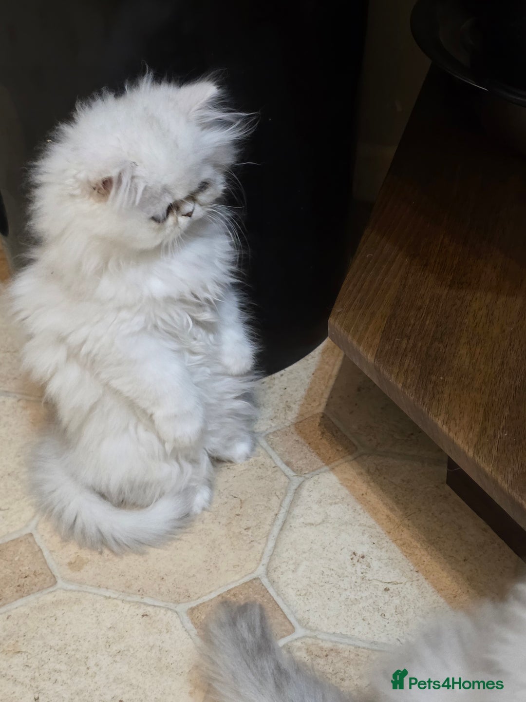 Persian cats for sale: Pedigree Chinchilla Persian kittens  - Advert 8