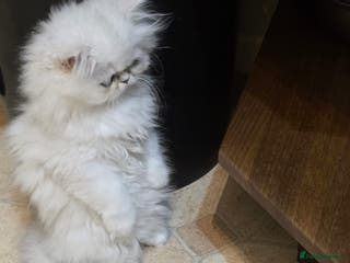 Persian cats Pedigree Chinchilla Persian kittens - Advert 8