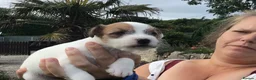 Parson Russell dogs for sale: Parson Russell Terriers Pups. - Advert 1
