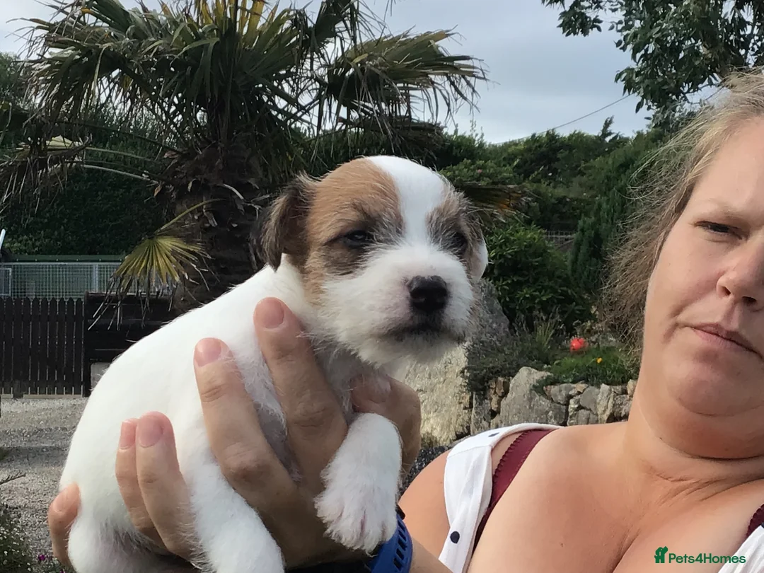 Parson Russell dogs for sale: Parson Russell Terriers Pups. - Advert 1