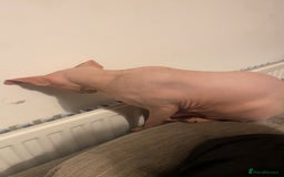 Sphynx cats for sale: Female sphynx cat  - Image 6