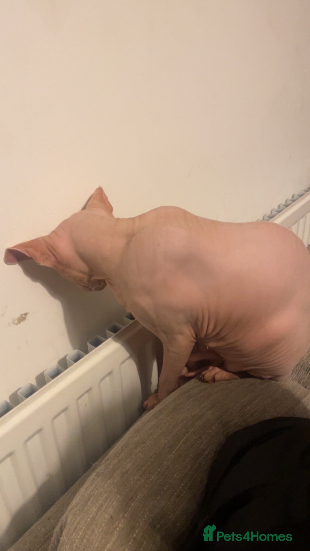 Sphynx cats for sale: Female sphynx cat  - Image 6