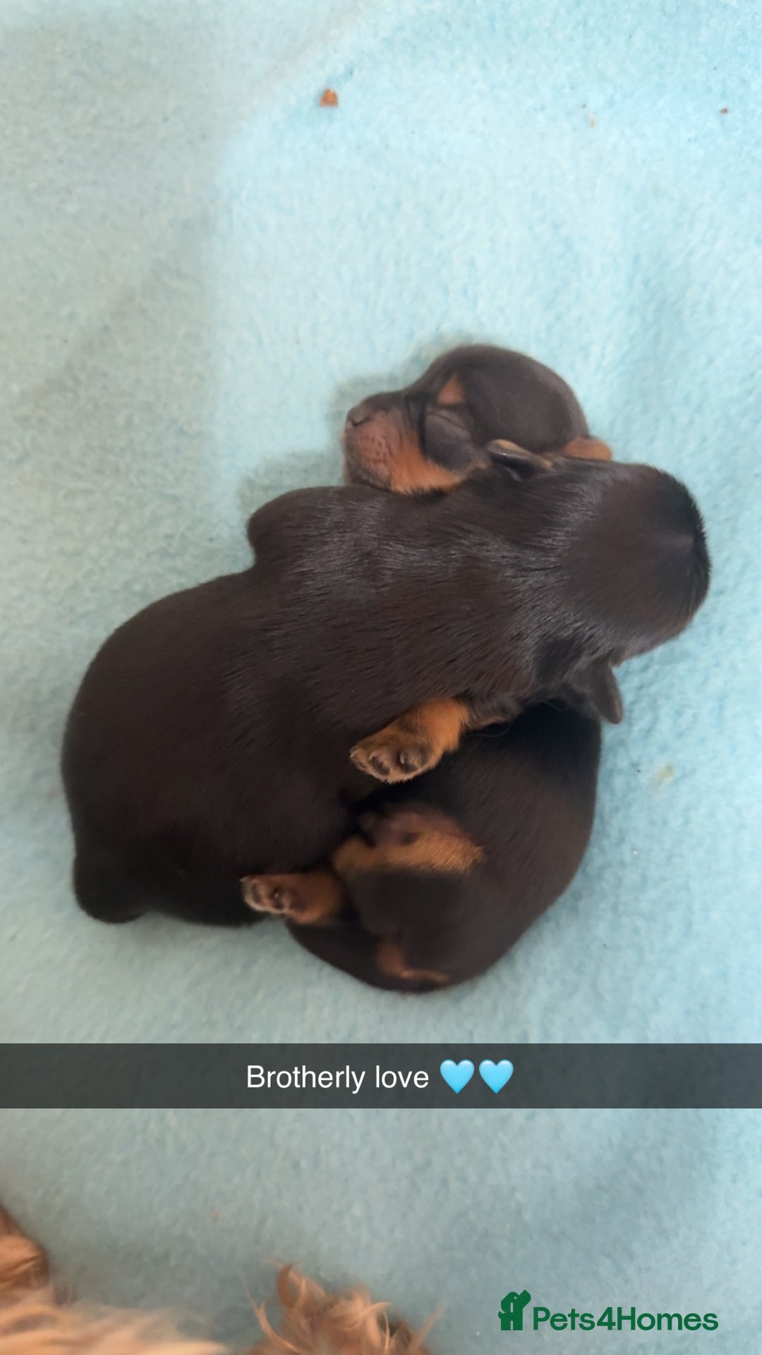 Yorkshire Terrier dogs for sale: Yorkshire Terrier Puppies  - Advert 31