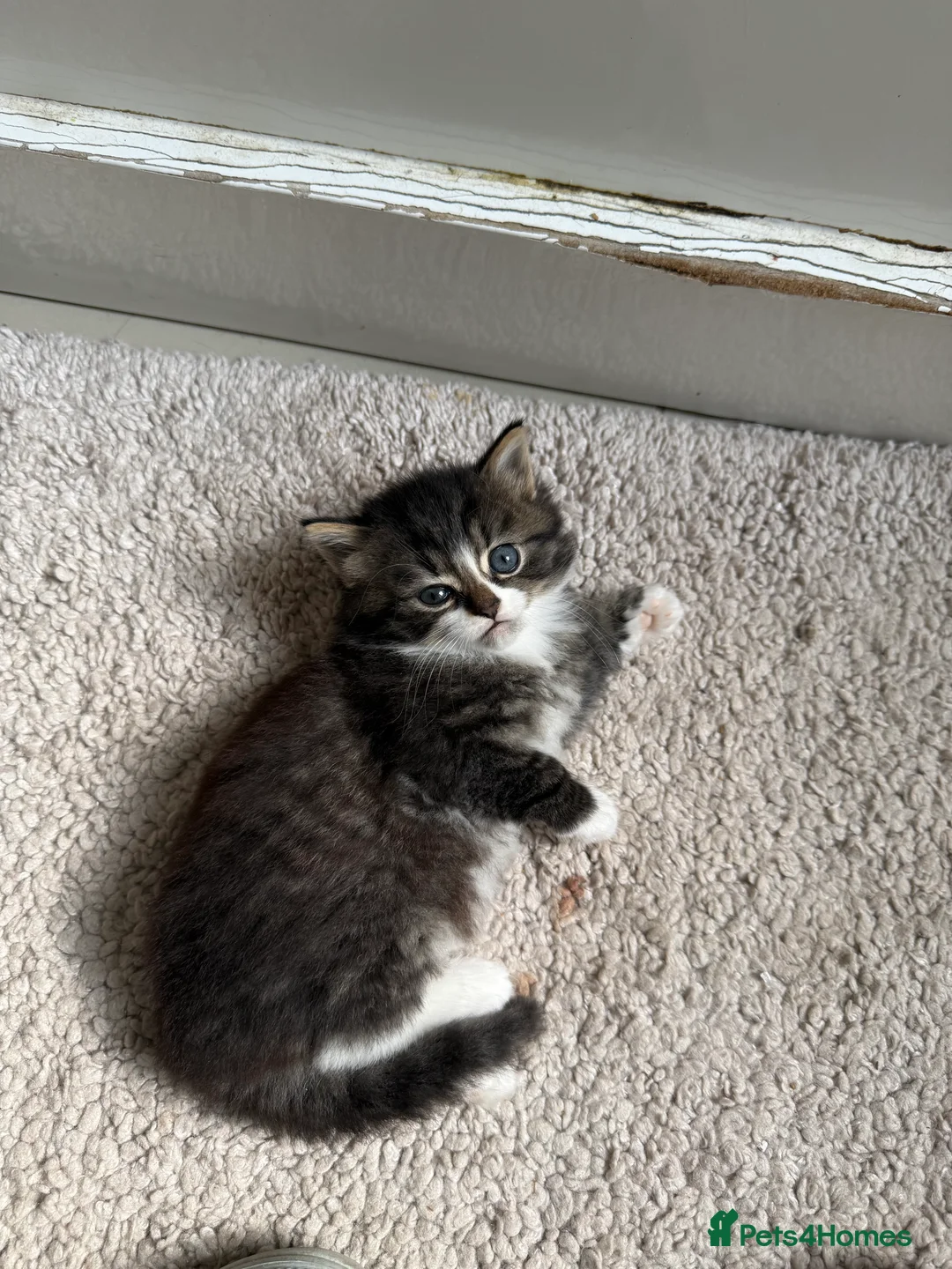 British Longhair cats for sale: British long hair x kittens ready to go  - Advert 5