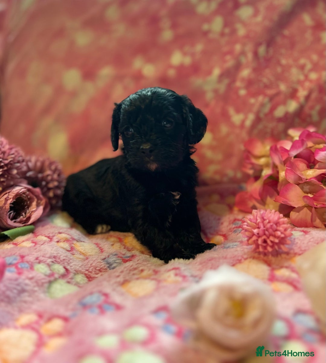 Cavapoo dogs for sale: F1 Cavapoo puppies 🐶  - Advert 22