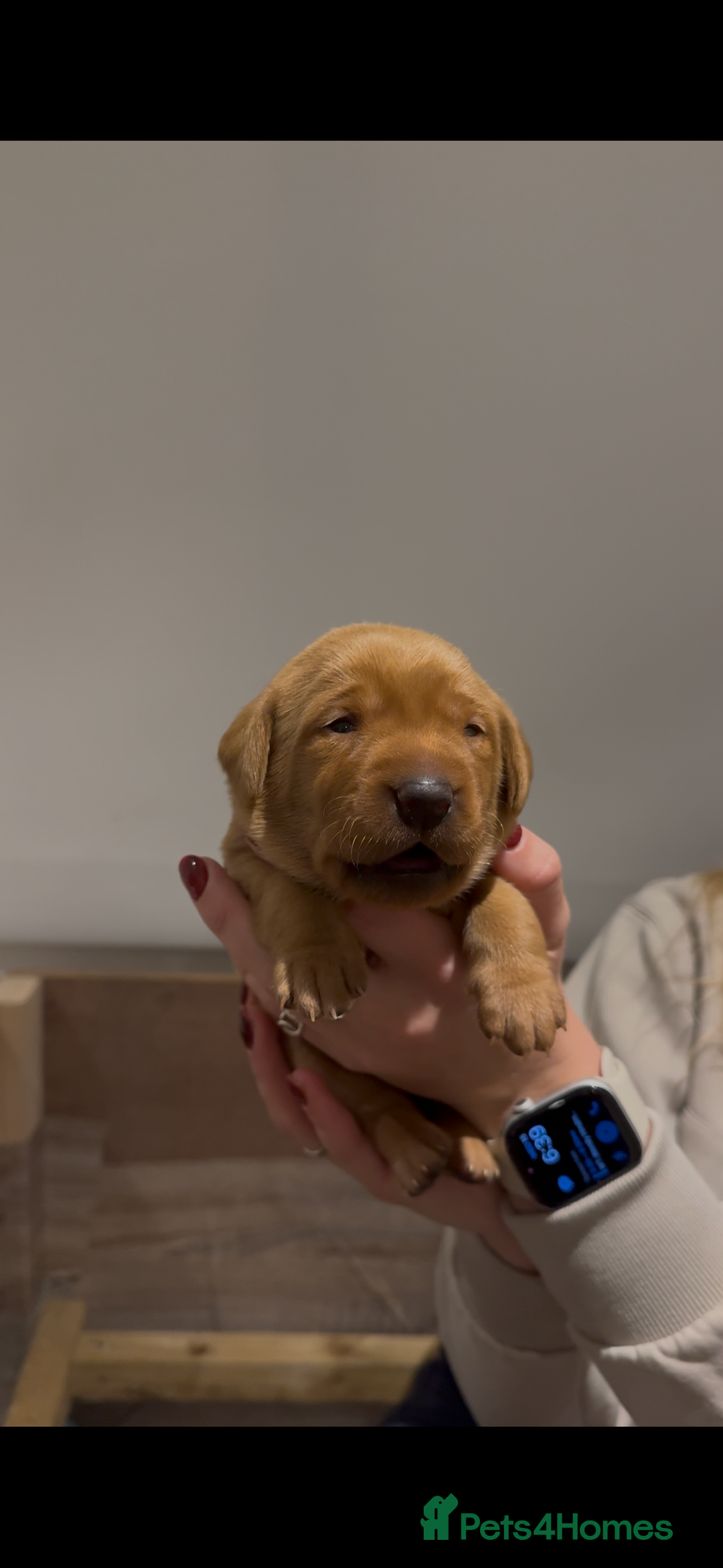 Labrador Retriever dogs for sale: KC Reg Fox Red Labrador Pups from Working Parents - Image 6