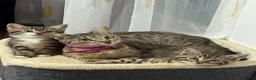 Mixed Breed cats for sale: Mix breed - Advert 5